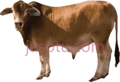 黄牛PNG