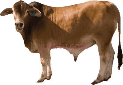 黄牛,indian cow calf PNG