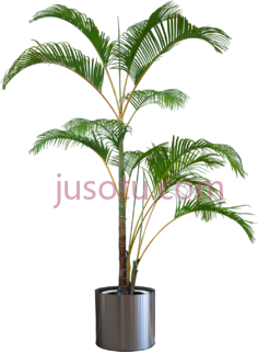 盆栽棕榈树PNG