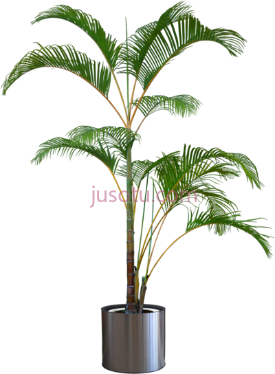 盆栽棕榈树,palm tree in pot PNG