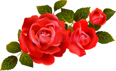 玫瑰,roses PNG