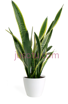 小植物,草 PNG