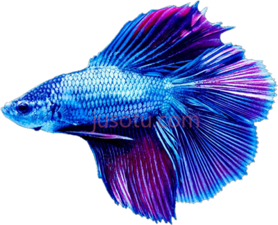贝塔鱼,beta fish betta PNG