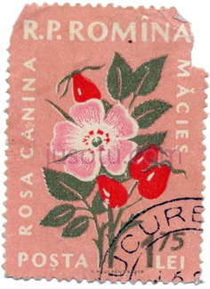 花卉复古邮票PNG