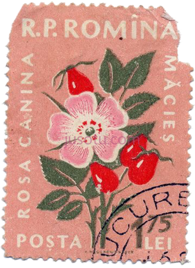 花卉复古邮票,flowers vintage floral postage stamp PNG