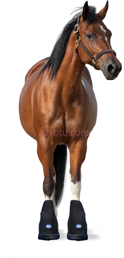 马,horse facing front PNG