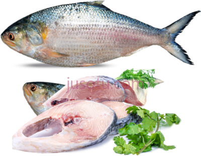 鱼,hilsa fish PNG