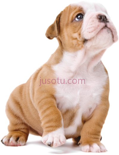 狗,cachorro PNG