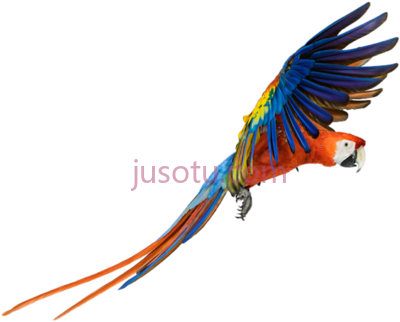 鹦鹉飞行,parrot bird animal colors nature flying macaw PNG