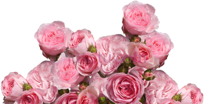 粉红色花,pink flowers PNG