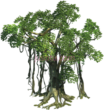 丛林树木,realistic jungle trees PNG