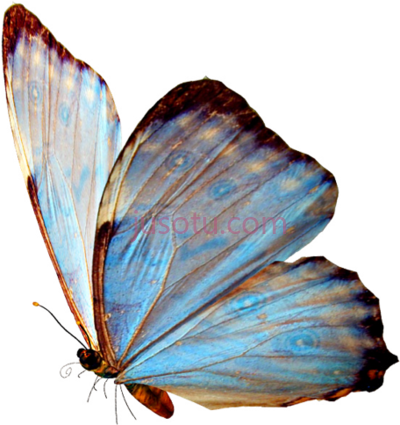 蓝蝴蝶,blue butterfly PNG