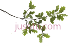 橡树枝PNG