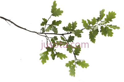 橡树枝,oak tree branch PNG
