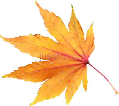 金秋树叶,golden autumn leaves leaf PNG