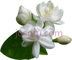 茉莉花PNG