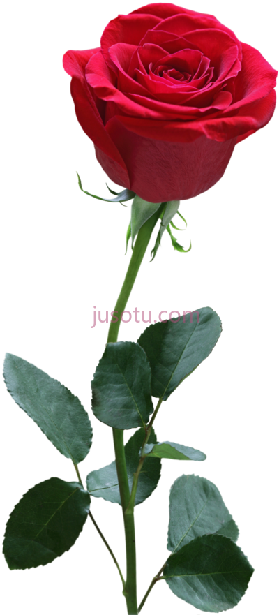 红玫瑰,red rose flower PNG