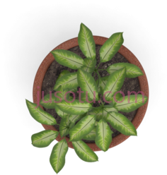 植物PNG