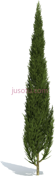 柏树PNG