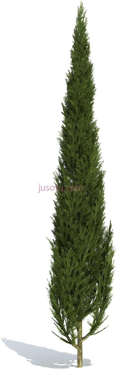 柏树,cypress tree PNG