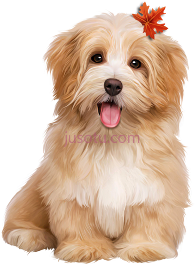 狗,perros PNG