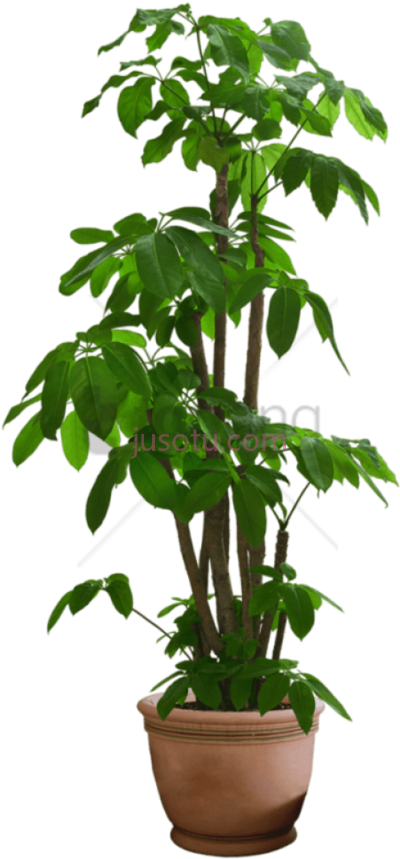 盆栽,flower pot potted plant PNG