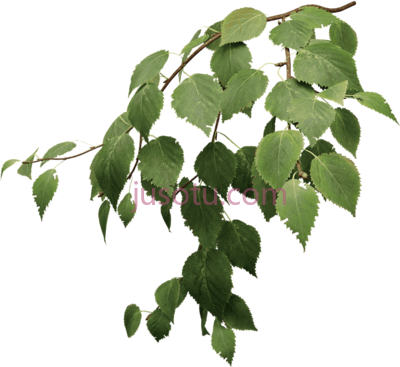 桦树叶子,birch tree leaves PNG