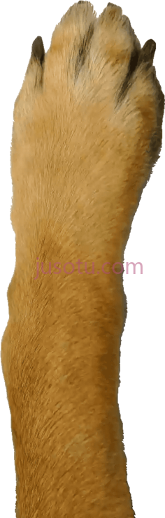 狗腿爪子PNG