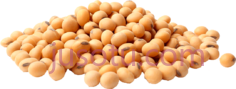 黄豆PNG