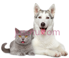猫狗PNG
