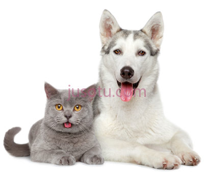 猫狗,vacunas perros y gatos PNG