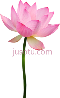 粉莲花PNG