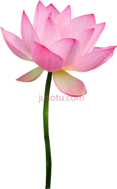 粉莲花,pink lotus flower PNG