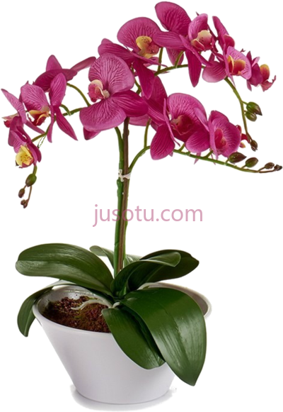 兰花,planta de orquidea PNG