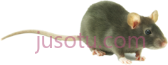 老鼠,动物 PNG