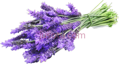 薰衣草,lavender on PNG