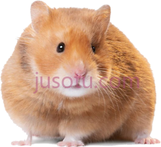 短毛仓鼠PNG