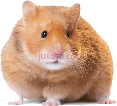 短毛仓鼠,hamster short haired syrian PNG