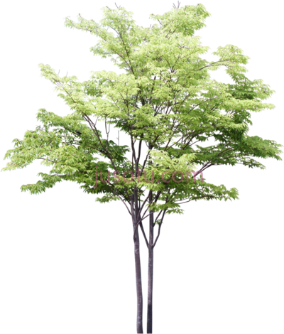 树木,tree watercolor PNG