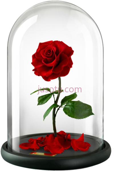 玫瑰,belle beast rose united kingdom flower beauty PNG