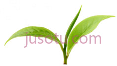 绿茶叶, PNG