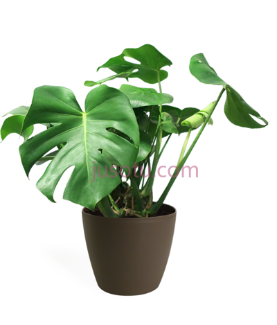 室内植物,monstera deliciosa medium indoor plants PNG