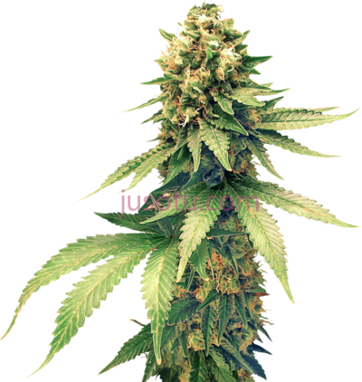 大麻,cannabis PNG