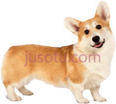 威尔士柯基犬PNG