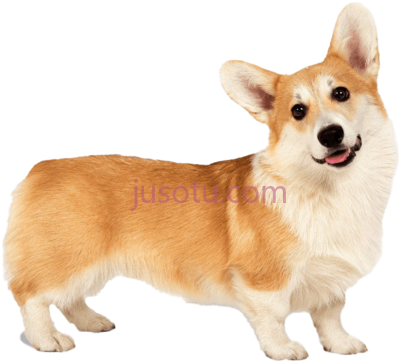 威尔士柯基犬,corgi PNG