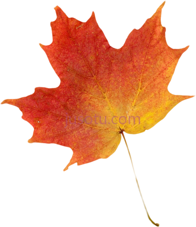 秋天橙叶,orange leaf autumn PNG