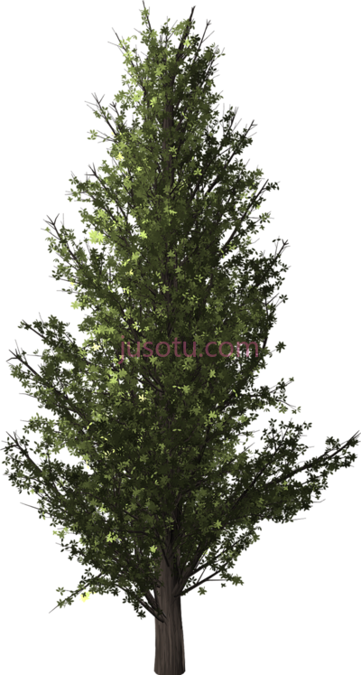 林木,forest trees PNG