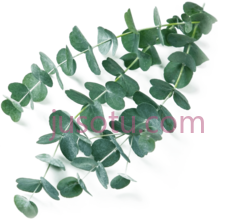 桉树PNG