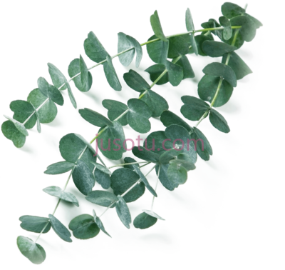 桉树,eucalyptus PNG