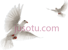 鸽子飞PNG